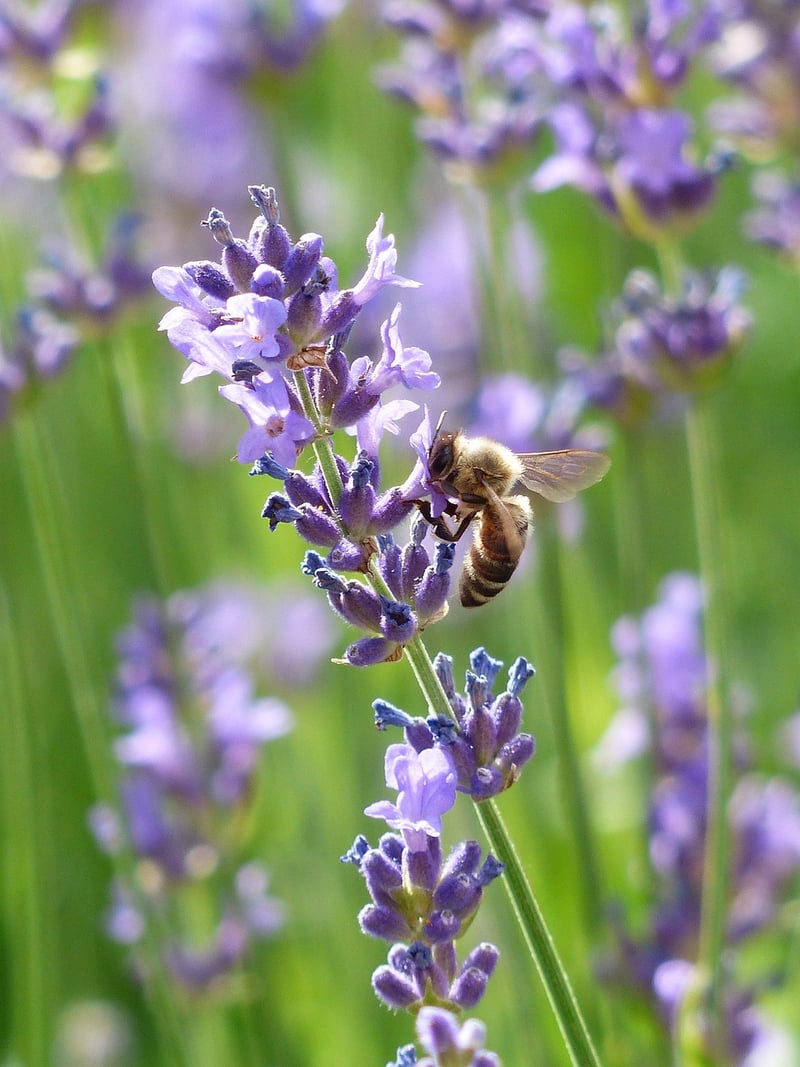 Honey Lavender Cake