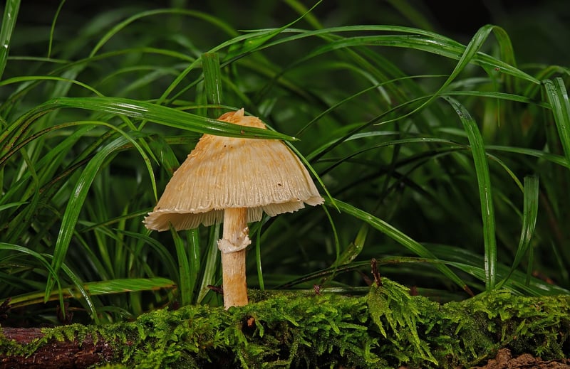 Wild Mushroom Risotto