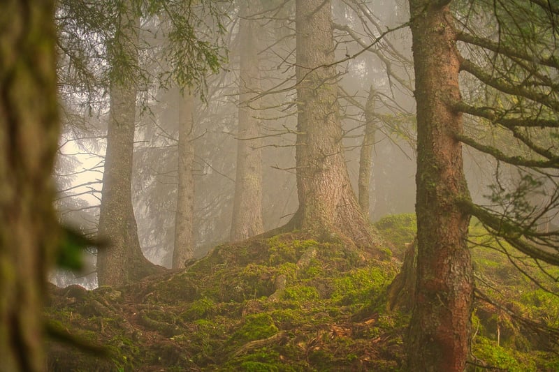 Enchanted Forest Wedding Setup