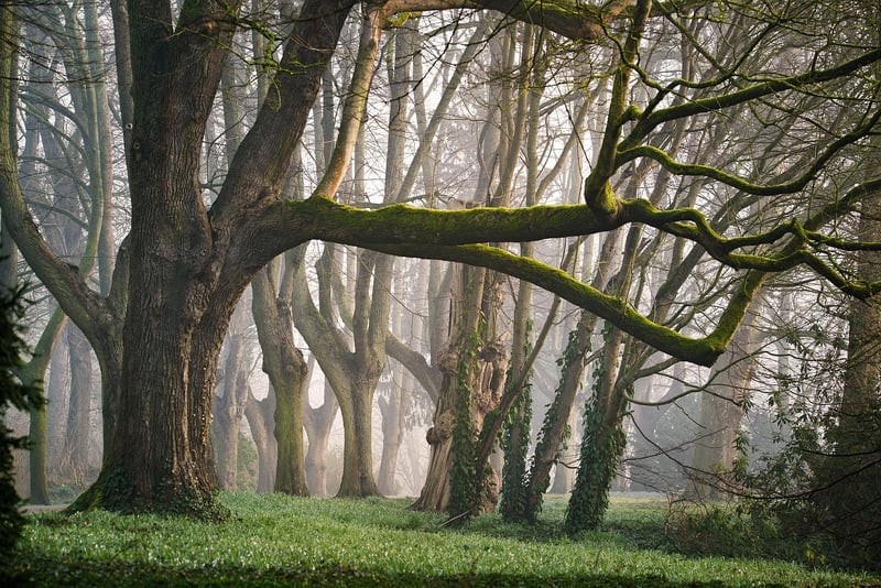 Mossy Forest