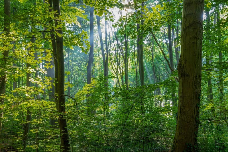 Enchanted Grove