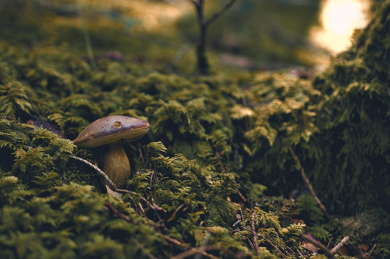 Green Moss